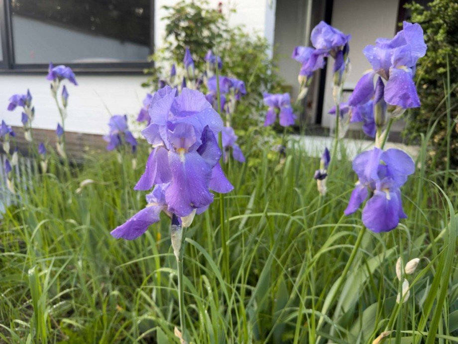 Lilien im Garten Einfamilienhaus Wolfsburg