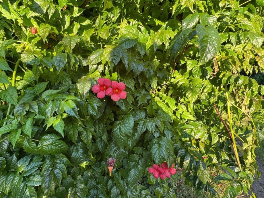 Gartenimpressionen Haus Wolfsburg